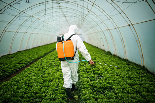 Best Affordable Pest Control Services  in Brazoria, TX