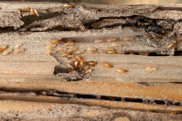 Best Commercial Pest Control Services  in Brazoria, TX