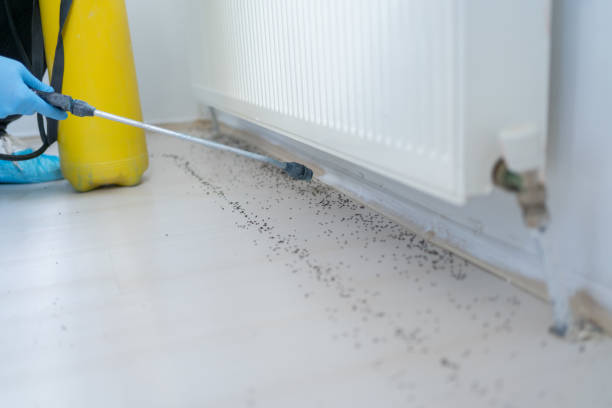 Best Wasp Removal Services  in Brazoria, TX