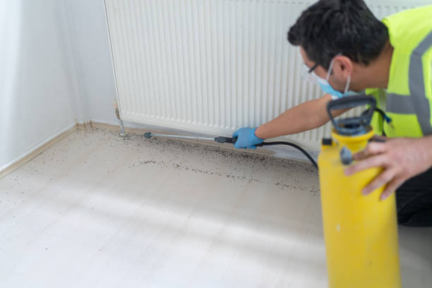 Wasp Removal Services in Brazoria, TX
